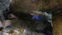 aquarium-von-waldteufel-mbuna-rocksbecken-wurde-aufgeloest_Labeotropheus trewavesae weibchen im vordergrund