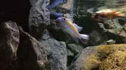 aquarium-von-waldteufel-mbuna-rocksbecken-wurde-aufgeloest_Labeotropheus trewavasae Manda Männchen , deutlich die rüc