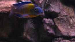 aquarium-von-airborn28-becken-26682_aulonocara blue neon