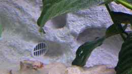 aquarium-von-f-i-e-t-e--becken-26703_Lüftungsgitter modifiziert ( Ansaugrohr )