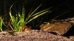 aquarium-von-cruiser-bruno-klein-malawi-in-berlin_abendliche Sonnenstrahlen