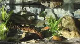aquarium-von-cruiser-bruno-klein-malawi-in-berlin_Licht aus, Sonnenstrahlen an