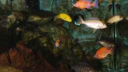 aquarium-von-cruiser-bruno-klein-malawi-in-berlin_linker Blick ins Becken