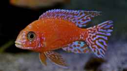 aquarium-von-cruiser-bruno-klein-malawi-in-berlin_Aulonocara Firefish Bock 1
