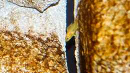 aquarium-von-cruiser-bruno-klein-malawi-in-berlin_vermute ein kleiner Yellow