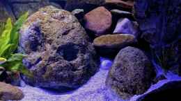 aquarium-von-cruiser-bruno-klein-malawi-in-berlin_die Felsen