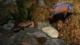 aquarium-von-cruiser-bruno-klein-malawi-in-berlin_Blick in die Felsen