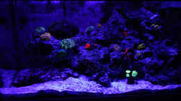 aquarium-von-traum-hobby-de-meerwasser-nano_Blaulichtphase