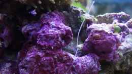aquarium-von-traum-hobby-de-meerwasser-nano_Muschelsammlerin