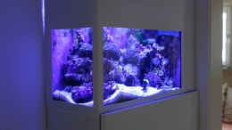 aquarium-von-traum-hobby-de-meerwasser-nano_Nanoaquarium