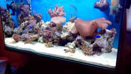 aquarium-von-andreas-fleischer-seaworld-2_Geräte werden noch mit Riffsteine verdeckt