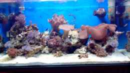 aquarium-von-andreas-fleischer-seaworld-2_Fische werden noch aufgestockt