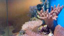 aquarium-von-andreas-fleischer-seaworld-2_Werde vorne alles freilassen, damit die Fische mehr schwimmr