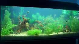 aquarium-von-lotte-und-hendo-the-new-green-world_Neue Wurzel bekommen