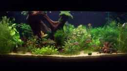 aquarium-von-lotte-und-hendo-the-new-green-world_Neu eingerichtet 2013 Mai