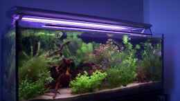 aquarium-von-lotte-und-hendo-the-new-green-world_Mit der neuen Arcadia Beleuchtung