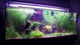 aquarium-von-lotte-und-hendo-the-new-green-world_Pflanzen wachsen Super mitte Juni