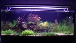 aquarium-von-lotte-und-hendo-the-new-green-world_Neue Pflanzen sind gekommen