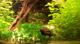 aquarium-von-lotte-und-hendo-the-new-green-world_Rennschnecke