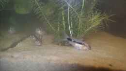 Foto mit Corydoras Habrosus beim wühlen