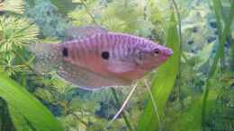aquarium-von-thomas-riemenschneider-becken-2684_besonderst schön sind Fadenfische
