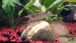 aquarium-von-thomas-riemenschneider-becken-2684_eine Amanogarnele bei ihrer lieblings Beschäftigung...Algen