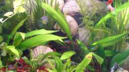 aquarium-von-thomas-riemenschneider-becken-2684_ein kleiner auszug meiner Pflanzen