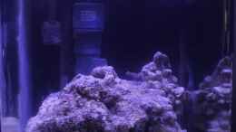 aquarium-von-chrisi01-meerwasser-nano-cube_