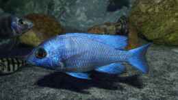 aquarium-von-okrim-placidochromis-dream-aufgeloest_Placidochromis sp. phenochilus tanzania lupingo