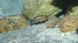 aquarium-von-okrim-placidochromis-dream-aufgeloest_Aulonocara baenschi benga Weibchen