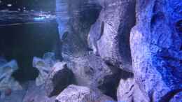 aquarium-von-okrim-placidochromis-dream-aufgeloest_