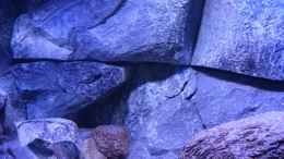 aquarium-von-okrim-placidochromis-dream-aufgeloest_