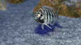 Aquarium einrichten mit Placidochromis sp. johnstoni solo weibchen