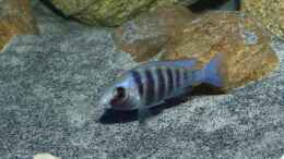 aquarium-von-okrim-placidochromis-dream-aufgeloest_Placidochromis sp. phenochilus tanzania lupingo Dame