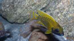 aquarium-von-okrim-placidochromis-dream-aufgeloest_Aulonocara baenschi benga 