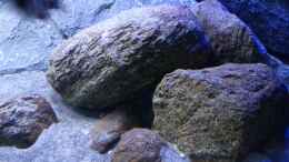 aquarium-von-okrim-placidochromis-dream-aufgeloest_Der rechte Steinaufbau wird vom Baenschi Bock beansprucht.