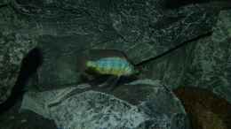 Foto mit Placidochromis sp. johnstoni solo in der Balz