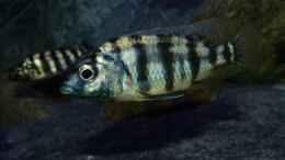 Foto mit Placidochromis sp. johnstoni solo
