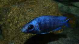 Foto mit Placidochromis sp. phenochilus tanzania lupingo