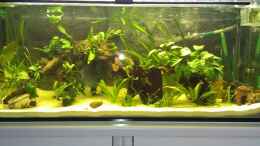 aquarium-von-dorfi34-meine-kleene-pfuetze_nach umgestaltung vom 01072013 ...licht 1