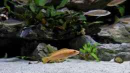 aquarium-von-martina-meine-ruheoase--nur-noch-als-beispiel-_Chalinochromis spec. Orange