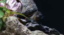 aquarium-von-martina-meine-ruheoase--nur-noch-als-beispiel-_eretmodus cyanostictus moba