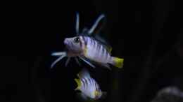 aquarium-von-martina-meine-ruheoase--nur-noch-als-beispiel-_altolamprologus compressiceps sumbu shell