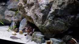 aquarium-von-martina-meine-ruheoase--nur-noch-als-beispiel-_Meine Sandcichliden lieben den Fels 