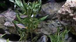 Aquarium einrichten mit Hygrophila corymbosa angustifolia