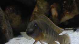 Aquarium einrichten mit Männchen/eretmodus cyanostictus moba