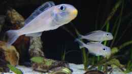 Aquarium einrichten mit xenotilapia bathyphilus kekese ( abgeben)