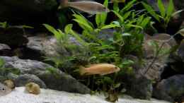 aquarium-von-martina-meine-ruheoase--nur-noch-als-beispiel-_Chalinochromis spec. Orange