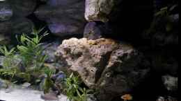 aquarium-von-martina-meine-ruheoase--nur-noch-als-beispiel-_von oben hängend an der Strebe Rockzoild Stone Modul D
