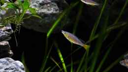 aquarium-von-martina-meine-ruheoase--nur-noch-als-beispiel-_Cyprichromis leptosoma yellow head mpimbwe 